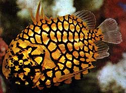 pineapple fish