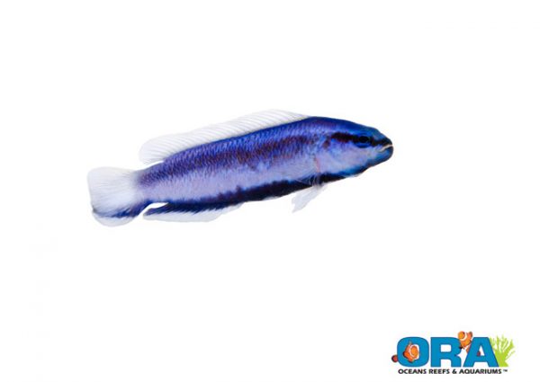 ORA Indigo Dottyback