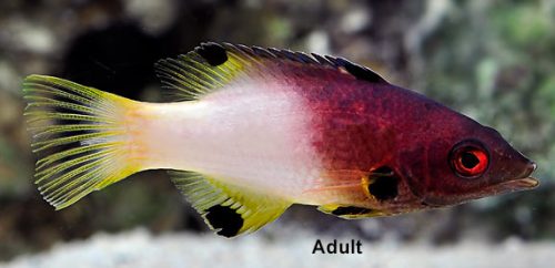 Axilspot Hogfish