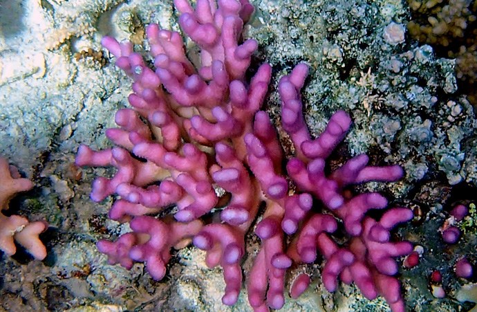 Acropora hyacinthus and A. cytherea: Two Similar Tabling Species in  Indonesia - CORAL Magazine