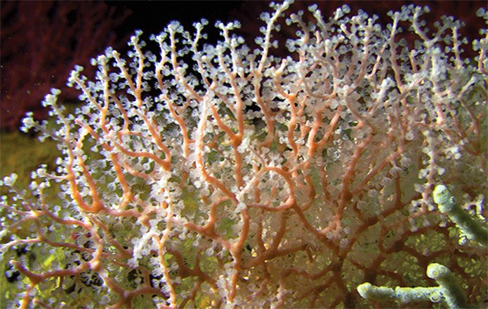 First Aquarium Coral “Family Tree” Created To Promote Genetic Diversity