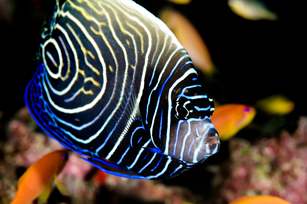 Emperor Angel Journey from Juvenile to Adult  REEF2REEF Saltwater and Reef  Aquarium Forum