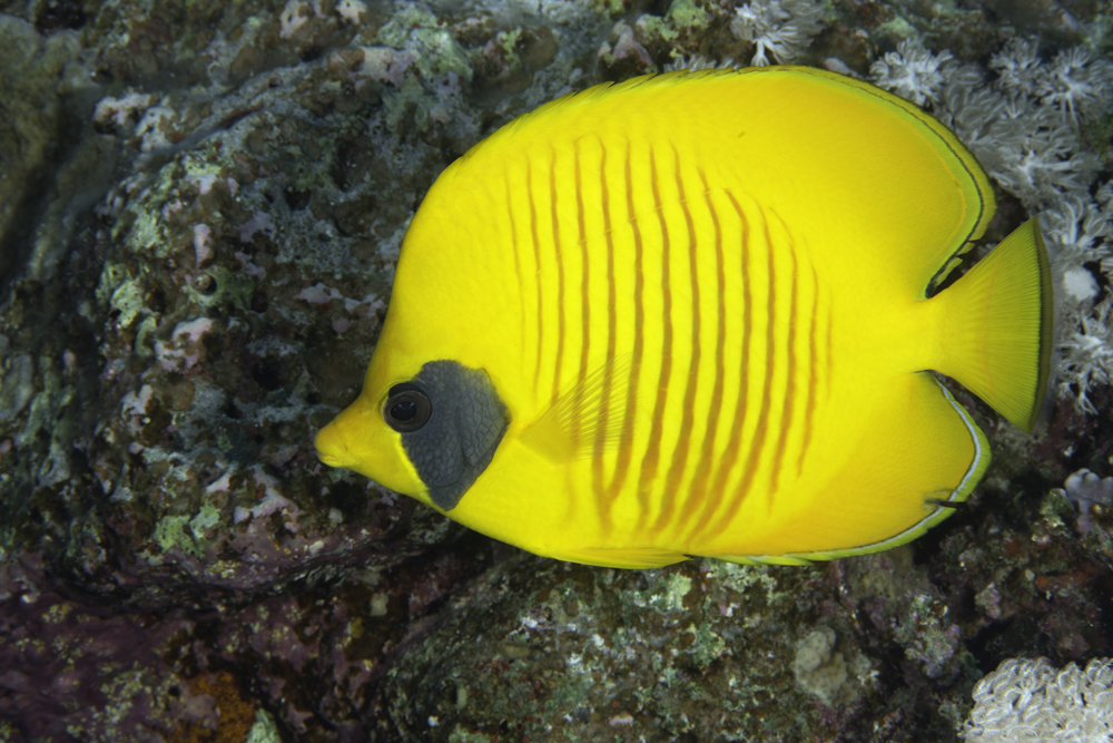 yellow butterfly fish