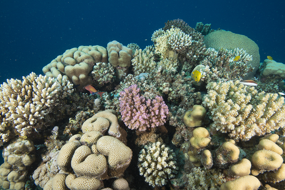 fringing coral reef