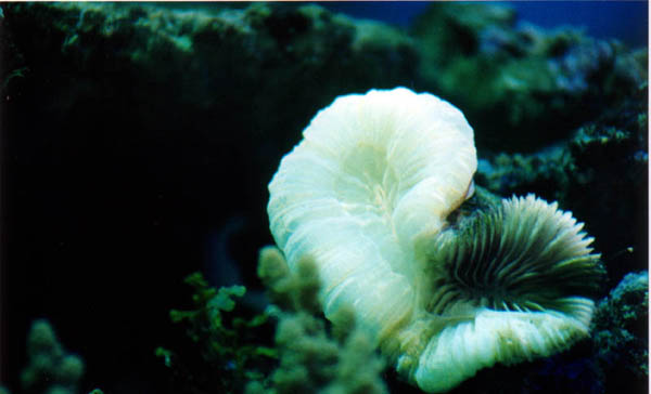The Coral Whisperer: Bleaching and Tissue Loss in Corals – What’s the Difference?