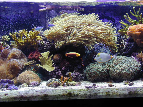 Reefkeeping 102: Introduction