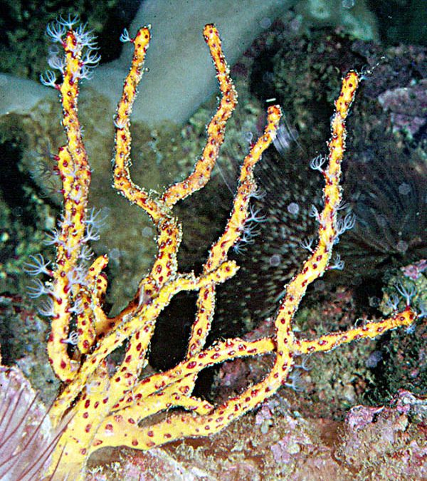 Invertebrate Non-Column:Â Gorgonians