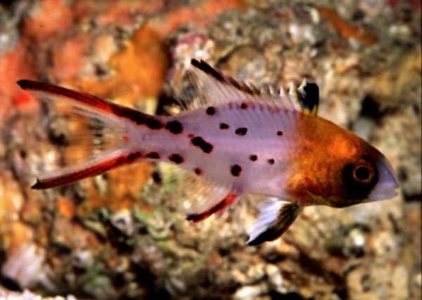 Aquarium Fish: The Hogfishes, Family Labridae