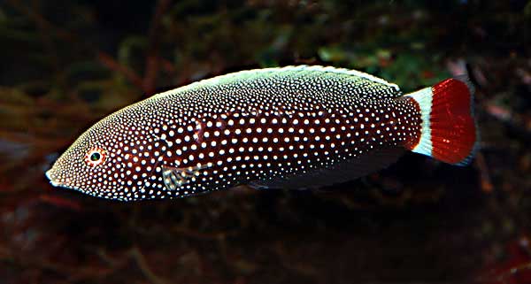 Aquarium Fish: The Psychedelic Wrasse (Anampses chrysocephalus)