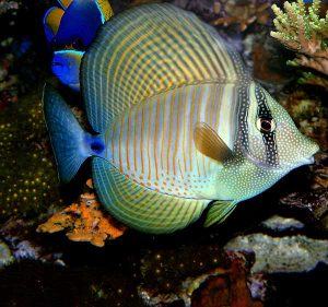 red-sea-sailfin-2-5-02-web.jpg