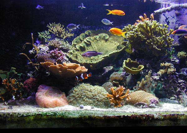 Reefkeeping 102: The Technical Side Of Things