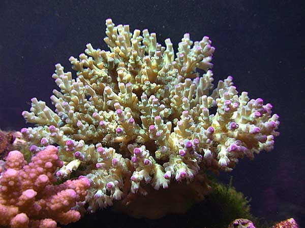 Photo Gallery Spotlight: Acropora batunai and Acropora desalwi