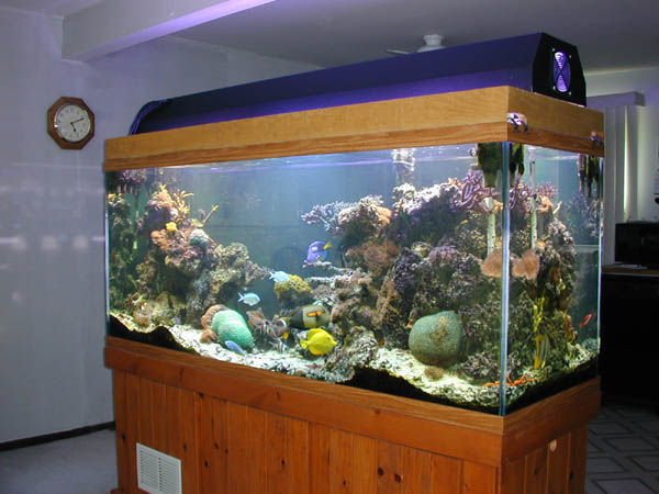 Feature Aquarium: The Aquarium Of Gary Majchrzak