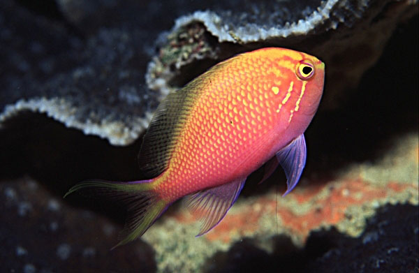 Aquarium Fish: Fathead Anthias (Serranocirrhitus latus) Watanabe, 1949