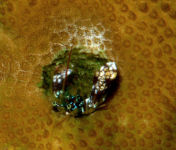 Photo Gallery Spotlight: Sessile Paguritta sp. Crab In Porites sp.