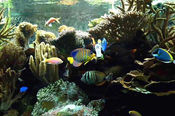 Aquarium Fish: The Regal Angelfish (Pygoplites diacanthus)