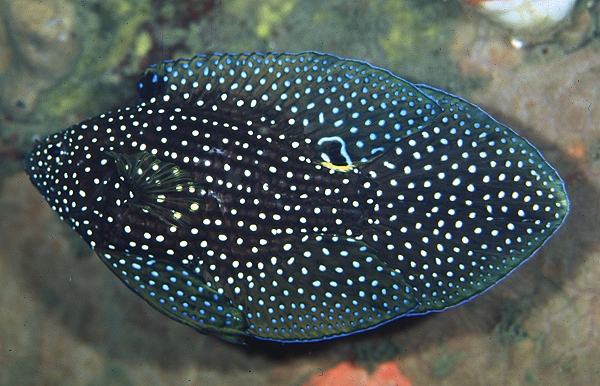 Aquarium Fish: The Comet (Calloplesiops altivelis)