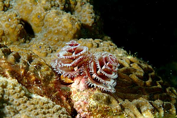 Invertebrate Non Column Christmas Tree Worms Reefs Com