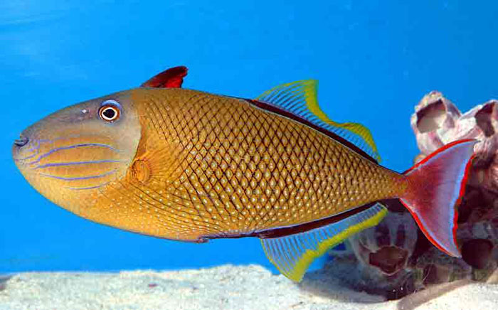 Aquarium Fish: The Crosshatch Triggerfish (Xanthichthys mento)