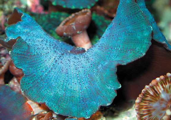 Aquarium Invertebrates: Mushrooms, Elephants Ears, And False Corals: A Review Of The Corallimorpharia