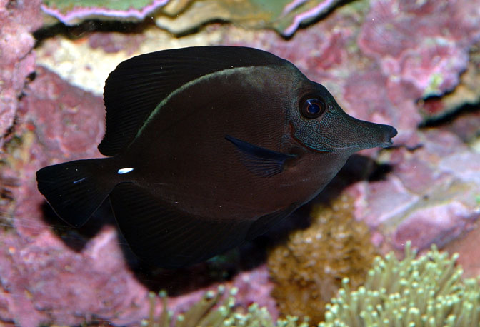 Aquarium Fish: The Venerable Scopas Tang