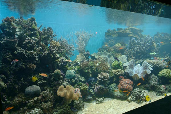 Photo Gallery Spotlight: Behind The Scenes At The Waikiki Aquarium