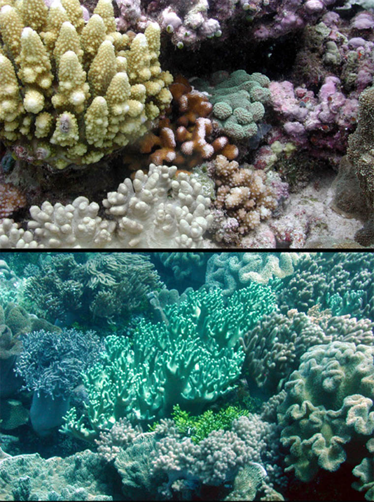 The Coral Whisperer: Goniopora Revisited: If We Could Keep It Alive, Do We Really Want To? High Levels Of Toxicity In Goniopora And Other Hard Corals