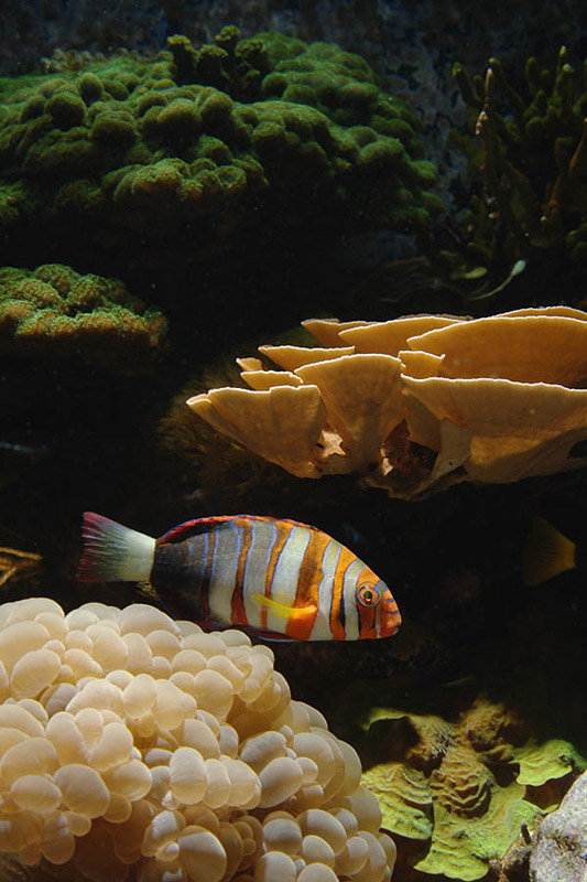 Photo Gallery Spotlight: Harlequin Tuskfish