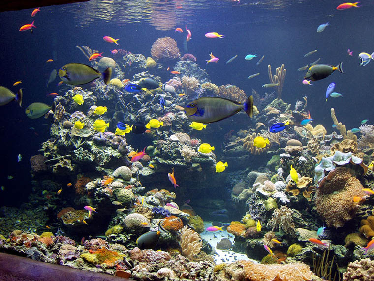 Aquarium Fish: Fish Ethics And The Vlamingi Tang