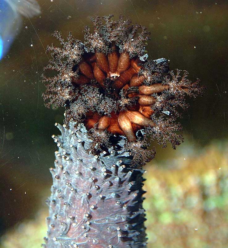 Aquarium Invertebrates: Sea Cucumbers – Part II
