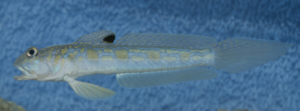 The Breeder’s Net: Breeding Of The American Seven-spined Gobies (Neon Gobies)