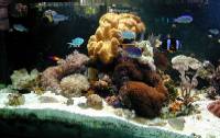 Feature Aquarium: The Aquarium of Nathan Paden