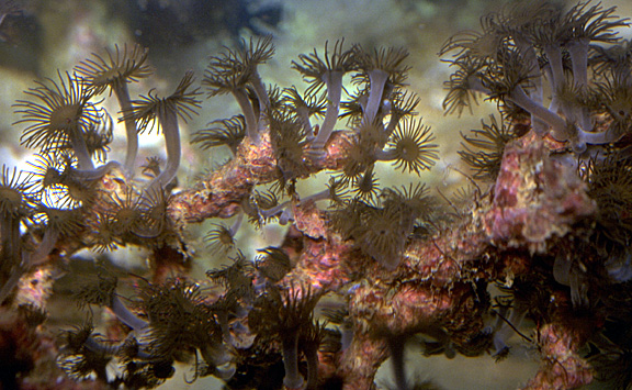 Aquarium Invertebrates: Zoanthids: Polyps As Cute As A Button