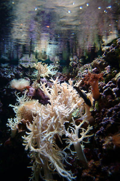 Feature Aquarium: The Birch Aquarium at Scripps