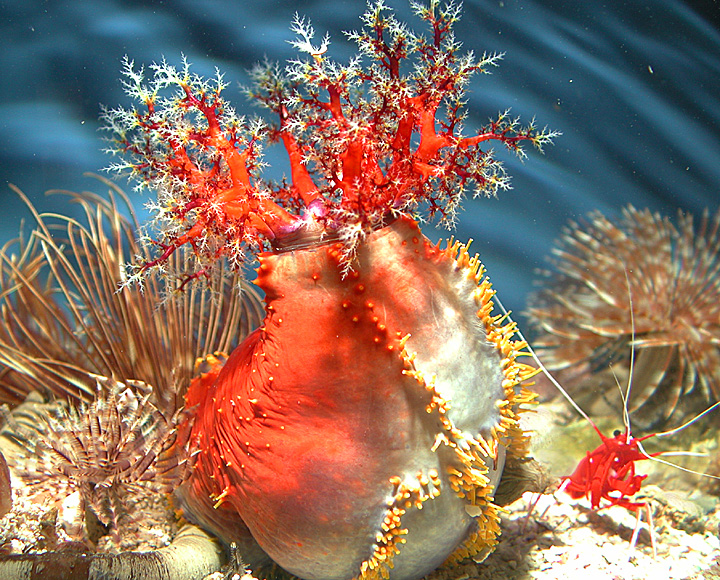 Aquarium Invertebrates: Sea Apples