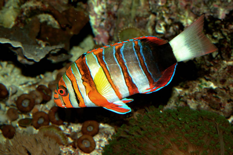 Aquarium Fish: The Harlequin Tuskfish (Choerodon fasciatus)