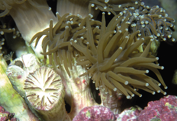 Aquarium Invertebrates: Heliofungia: Husbandry Considerations And Taxonomical Relationships
