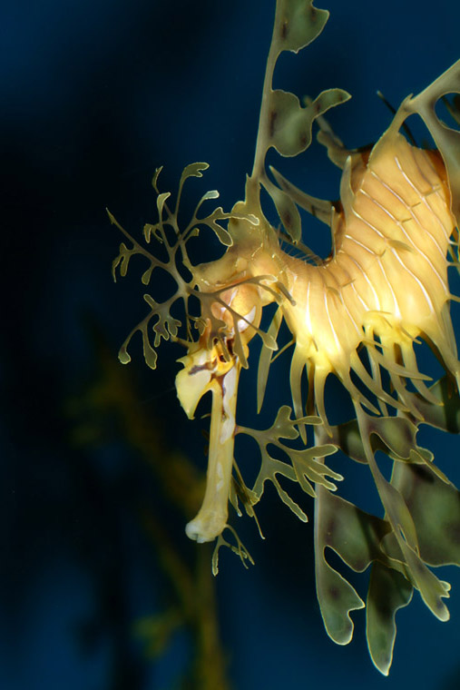 Photo Gallery Spotlight: Leafy Seadragon – Phycodurus eques