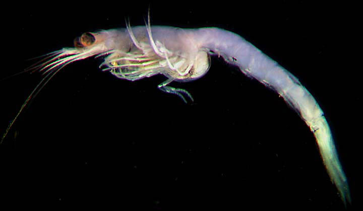 breeding mysis shrimp reef tank