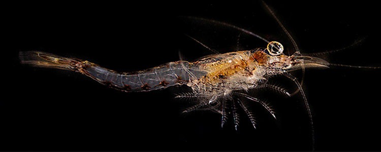 Culture Of Mysid Shrimp And Bivalve Trochphores (veligers)