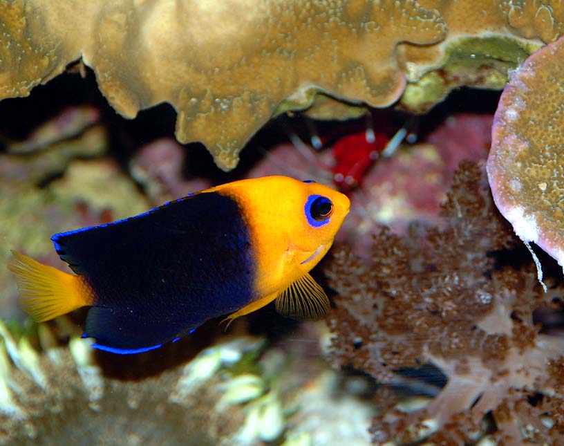 Aquarium Fish: Angelfish In The Reef Aquarium … Again