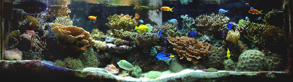 Feature Aquarium: ‘Pratt Reef’