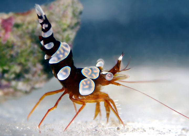 Photo Gallery Spotlight: Sexy Shrimp (Thor amboinensis)