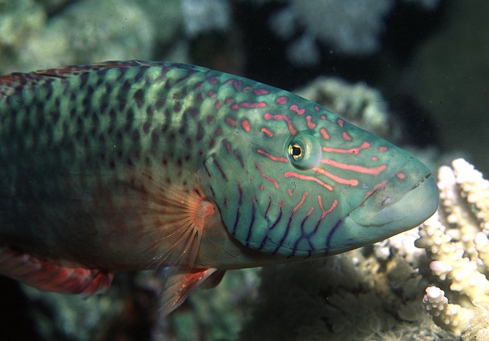 Aquarium Fish: The Cheeklined Maori Wrasse, Cheilinus diagrammus