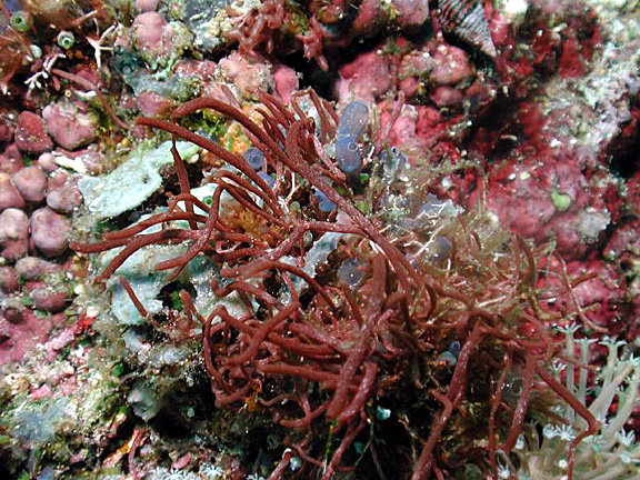 Aquarium Invertebrates: Sponges, Phylum Porifera