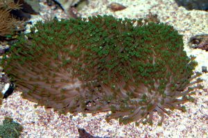 mystery_coral_4_04.jpg