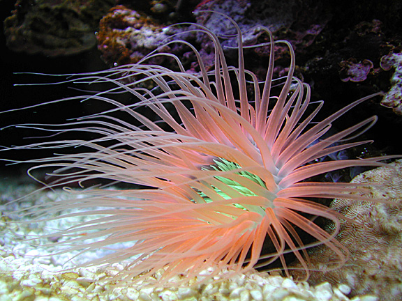 Aquarium Invertebrates: Tube Anemones