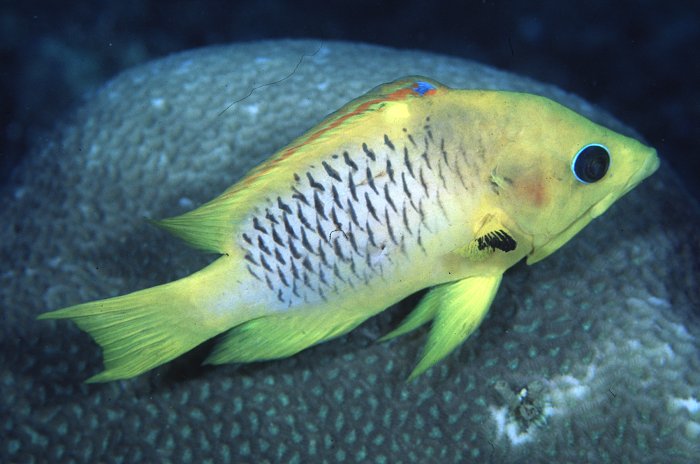 Aquarium Fish: The Slingjaw Wrasse (Epibulus insidiator) – The Fastest Jaw In The West (Pacific)!