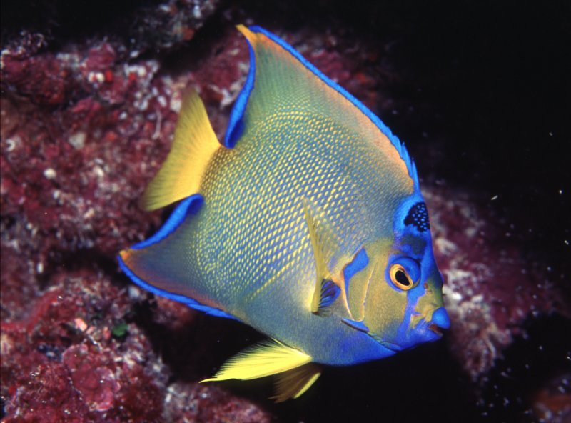 Aquarium Fish: The Blue And The Queen Angelfish