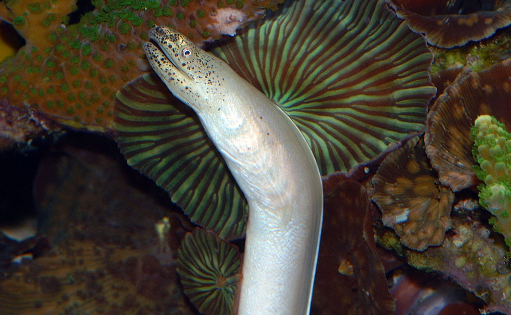 Aquarium Fish: The White Ribbon Eel, Pseudechidna brummeri